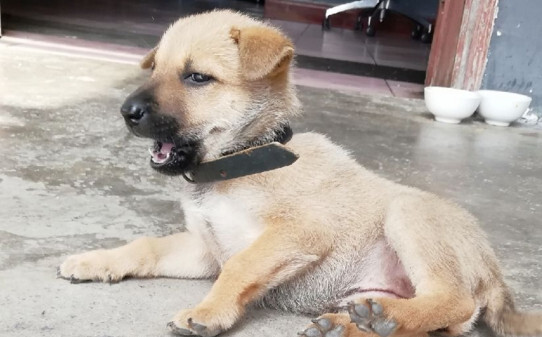 犬和狗有什么区别