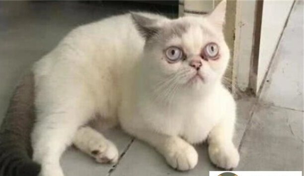 怎么判断猫长大后会不会变丑-猫小时候脸尖长大了会变吗 怎么判断猫长大后会不会变丑-猫小时候脸尖长大了会变吗