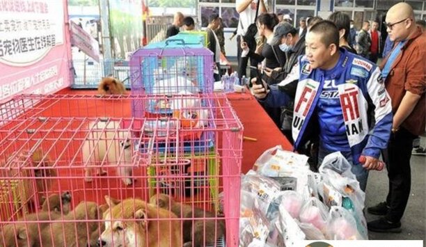 青岛市最大的宠物市场在哪里-青岛卖猫的集市