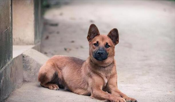 中华田园犬智商排名-中华田园犬智商排名第几 中华田园犬智商排名-中华田园犬智商排名第几