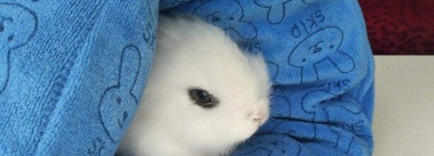 建议新手养的10种兔子