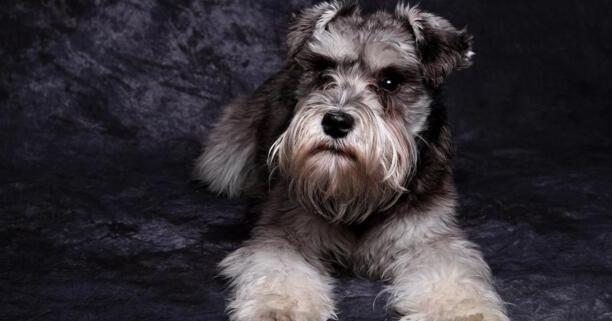 什么是迷你雪纳瑞犬,迷你雪纳瑞犬的习性特征与喂养等介绍