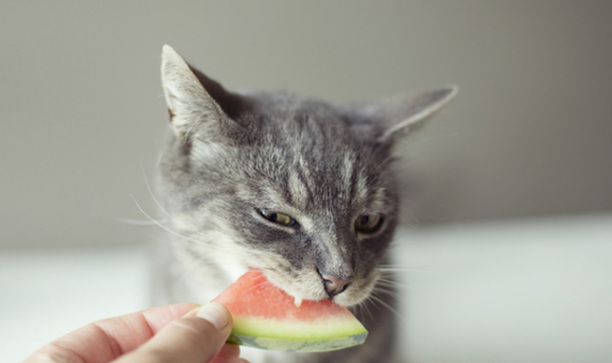 猫咪可以吃西瓜吗-流浪猫能不能吃西瓜呀