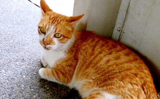 为什么有的猫咪打它它不躲