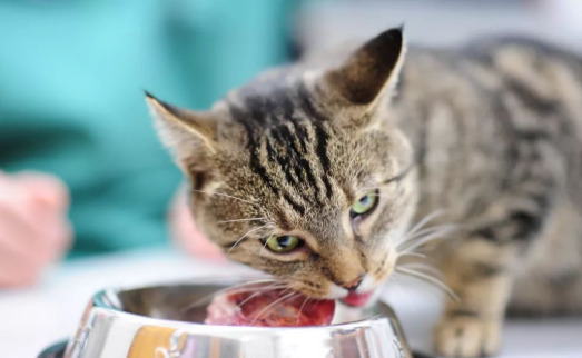 如何让猫快速长胖 如何让猫快速长胖