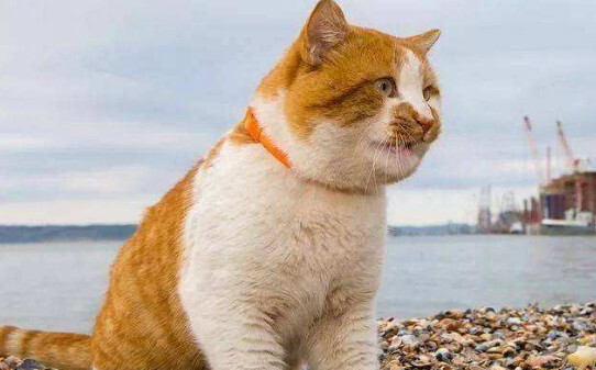 盘点有关橘猫的7个冷知识
