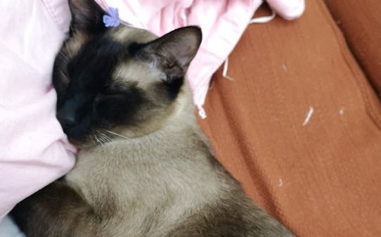 巴厘猫和暹罗猫区别