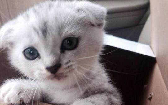 人受到猫咪惊吓过后有哪些表现