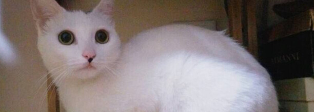 猫上门有什么说道吗