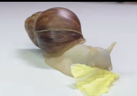 捡来的小蜗牛怎么养