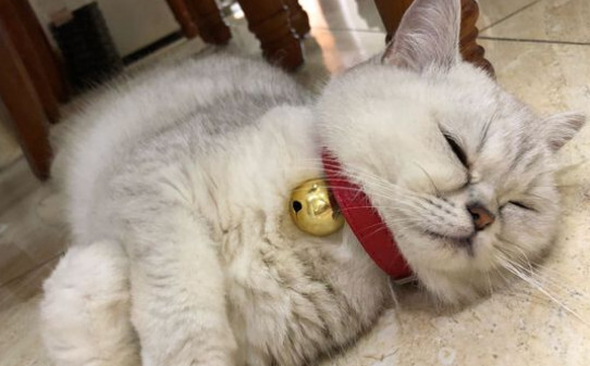 哪些人不适合养猫