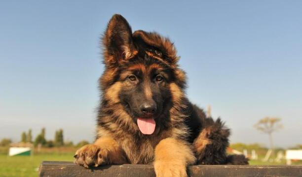 马尔济斯犬养公的好还是母的好-送女孩什么狗狗好