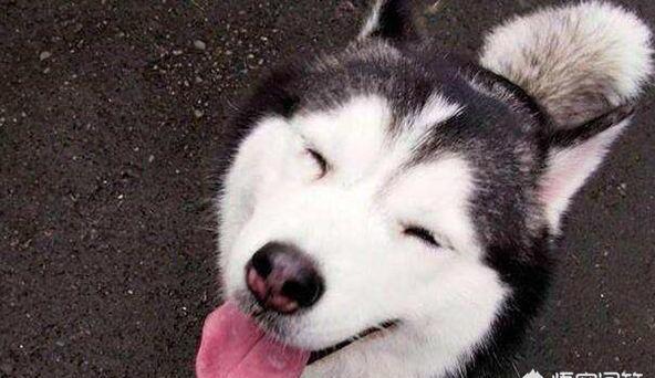 二哈是什么狗