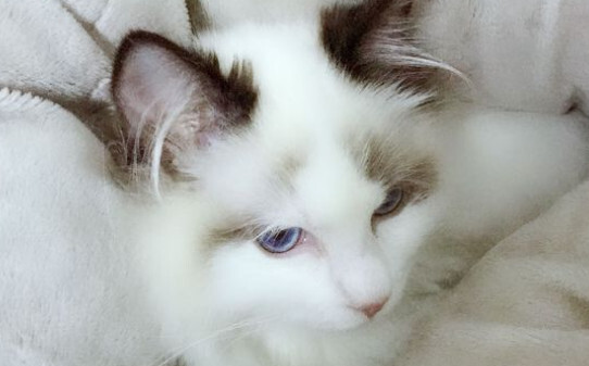 哪些人不适合养猫