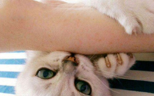 猫咬人代表什么