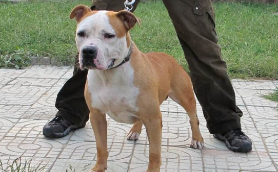 斯塔福犬优点与缺点 斯塔福犬优点与缺点