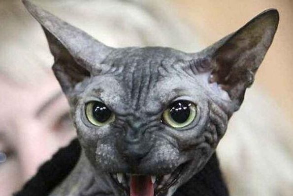 斯芬克斯猫多少钱一只-斯芬克斯猫的价格