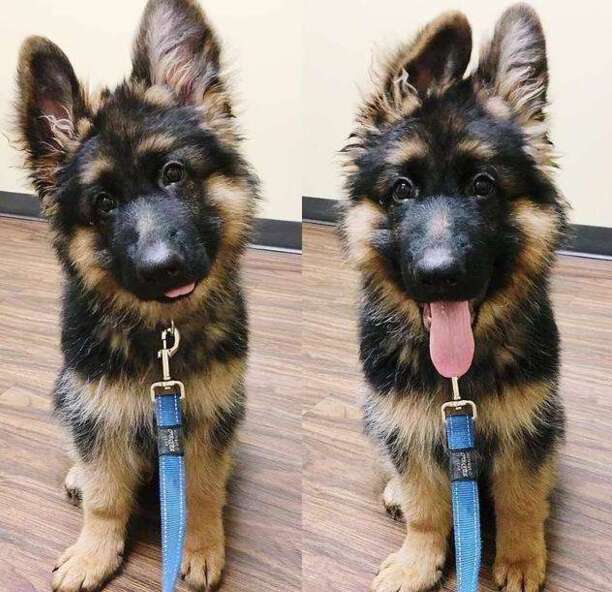 十大适合家养的大型犬-养只大型犬什么犬又听话又有灵性还护主