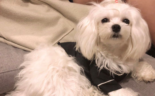 什么小型犬便宜可爱易养干净短毛性格老实