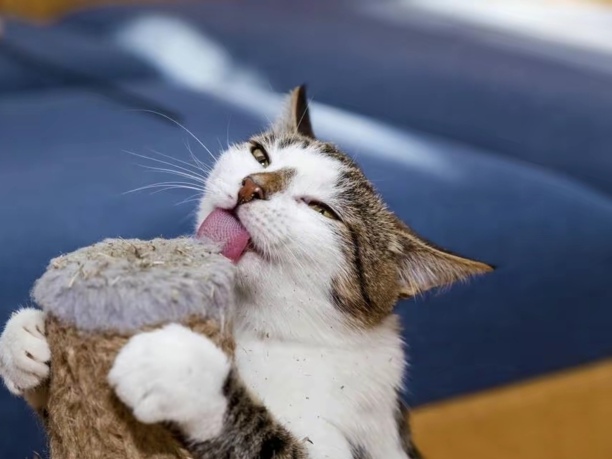 猫薄荷怎么用