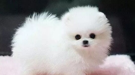 小型犬排名前10名-小型犬排名有哪些