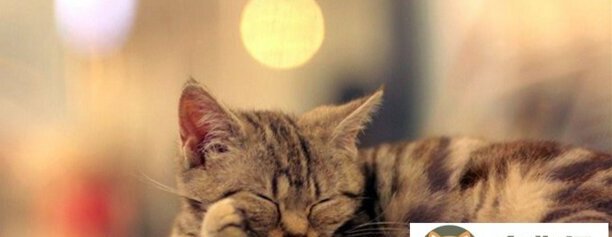 小猫生宝宝怎么处理-猫生过孩子后有什么变化