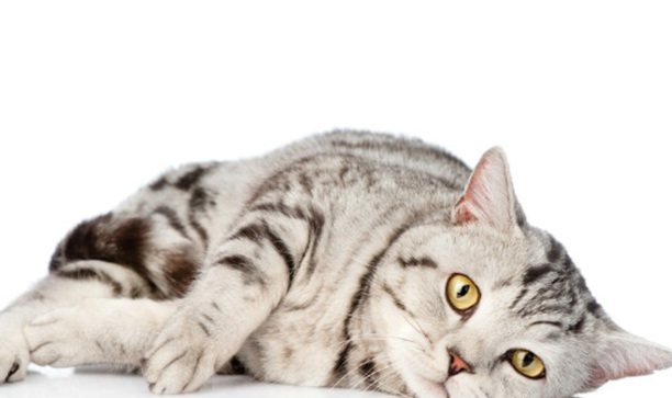 猫咪可以吃西瓜吗-流浪猫能不能吃西瓜呀
