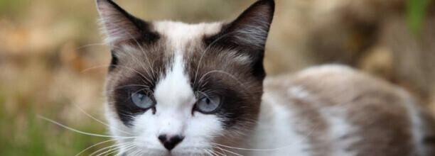 猫咬人表示什么意思