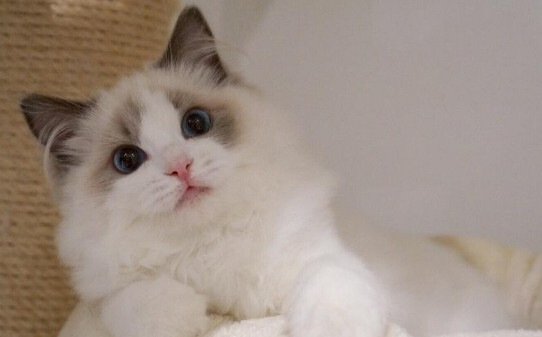 俄罗斯说的猫尾巴是什么意思