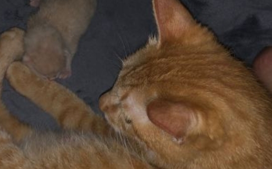 猫的阴阳之分是指什么，如果猫是阳性又该怎么办