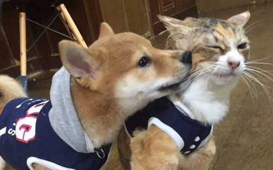 养狗好还是养猫好