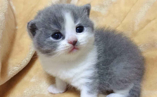 蓝白是什么品种的猫 蓝白是什么品种的猫