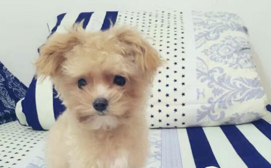 狗狗能吃橙子吗