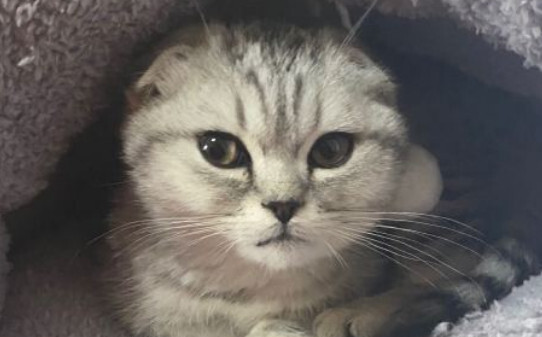 折耳猫的寿命一般是多少年
