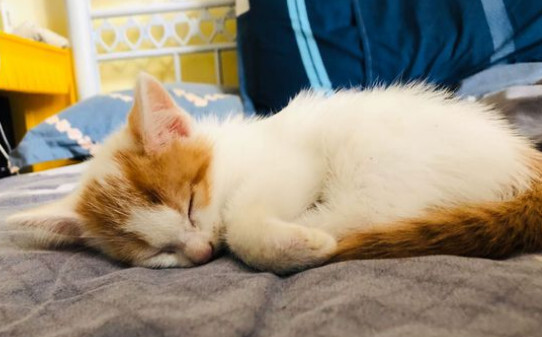 猫咪突然尿血是如何回事怎么治疗 猫咪突然尿血是如何回事怎么治疗