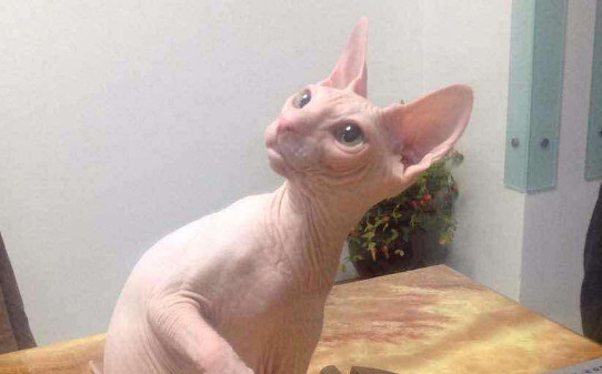 彼得秃猫和斯芬克斯的区别