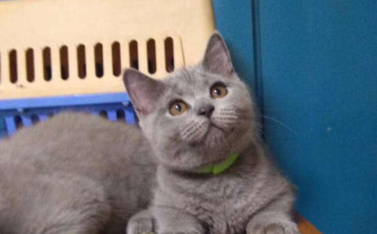 蓝猫瞳色有几种