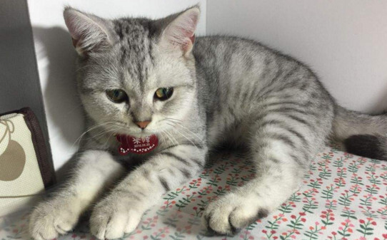 猫咪多大可以绝育