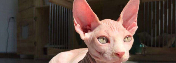斯凤克斯猫好养么
