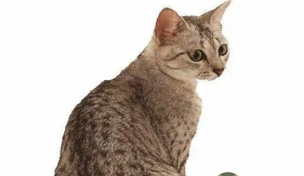 美国硬毛猫300元贵吗-世界上有多少种金丝猫咪