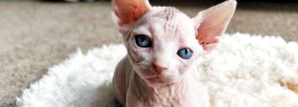 无毛猫叫什么名字