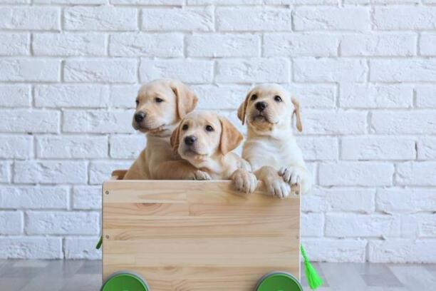 拉布拉多犬的价格多少钱一只-拉布拉多犬多少钱一只