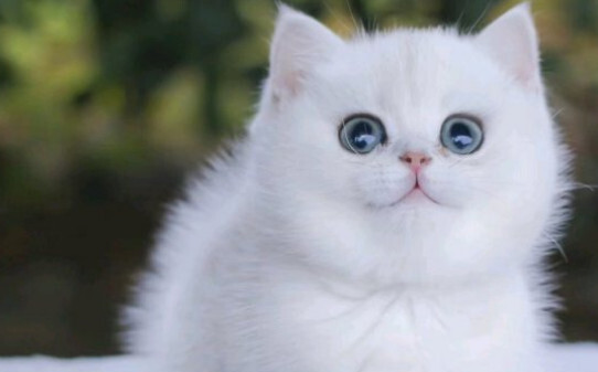 猫癣初期是什么样子的猫长猫藓是什么样子