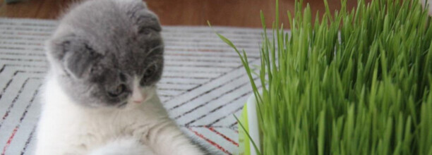 猫短时间能吃多少猫草