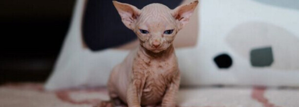 有毛的无毛猫叫什么 有毛的无毛猫叫什么