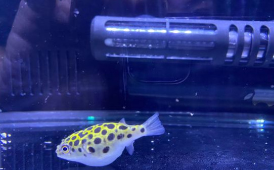 潜水艇鱼的饲养方法