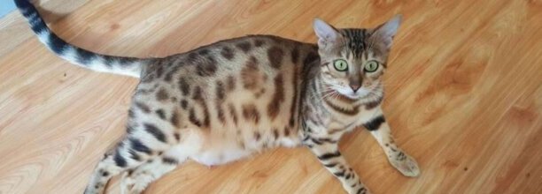浑身豹纹的猫都有什么品种