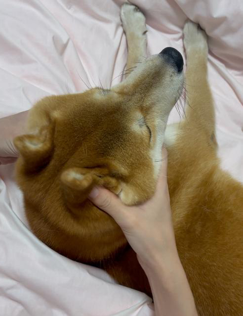 狗耳朵怎么立起来