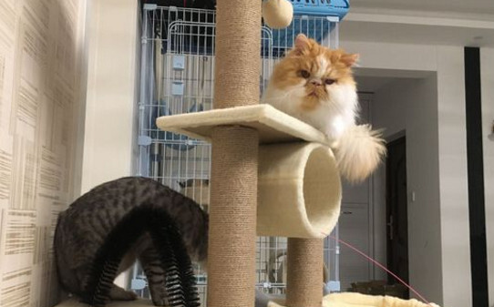 怎么让猫咪玩猫爬架