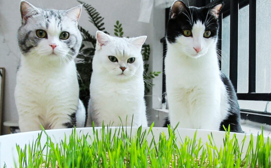 猫短时间能吃多少猫草